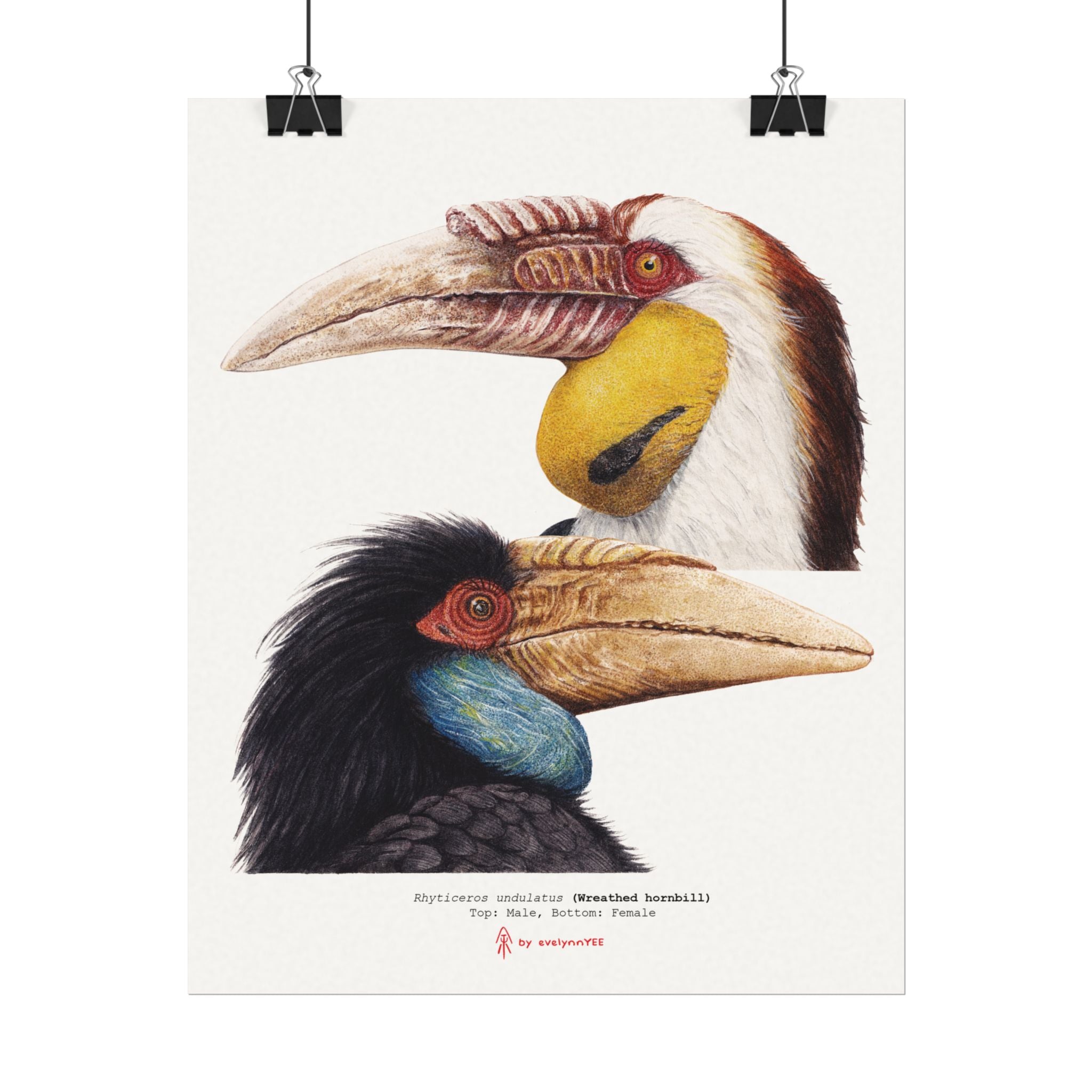 Wreathed Hornbill