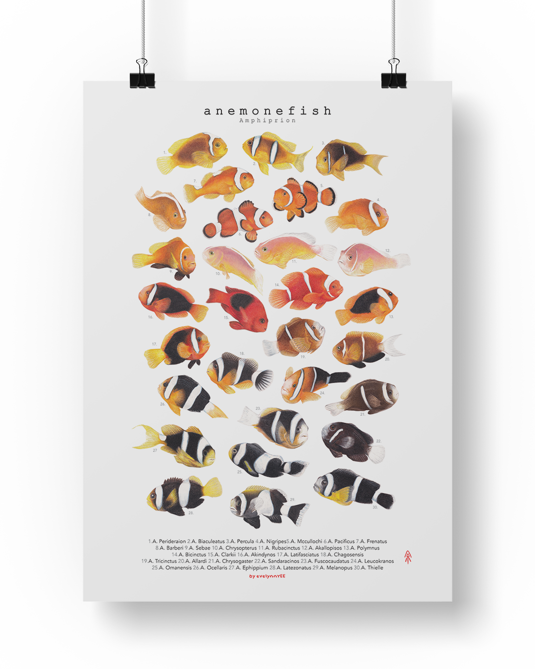 Amphiprion Version B (Vertical)