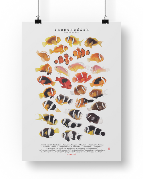 Amphiprion Version B (Vertical)