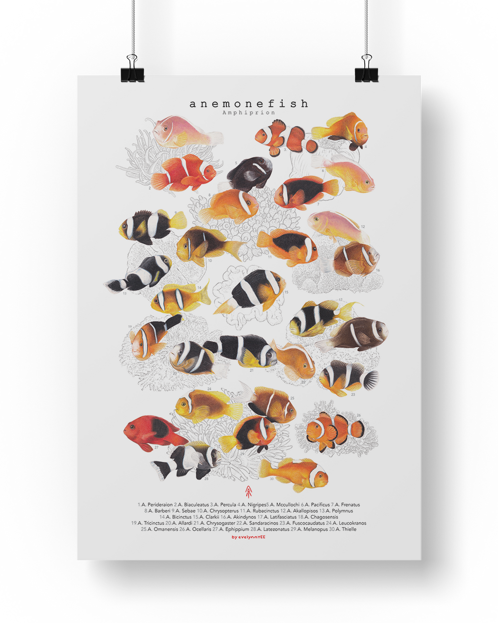 Amphiprion (Version A, Vertical)