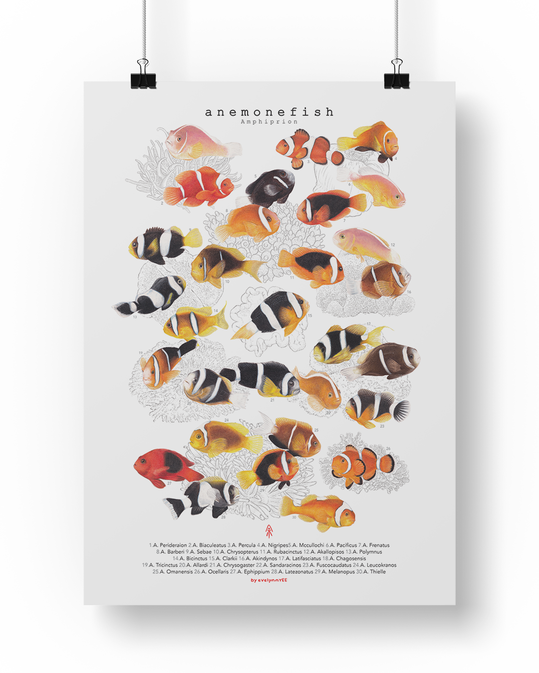 Amphiprion (Version A, Vertical)