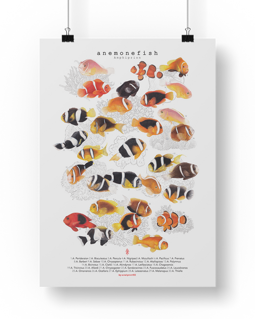Amphiprion (Version A, Vertical)