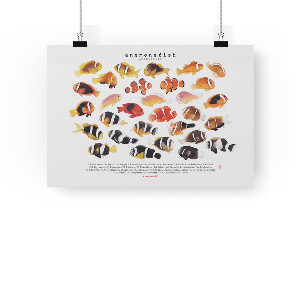 Amphiprion Version B (Horizontal)