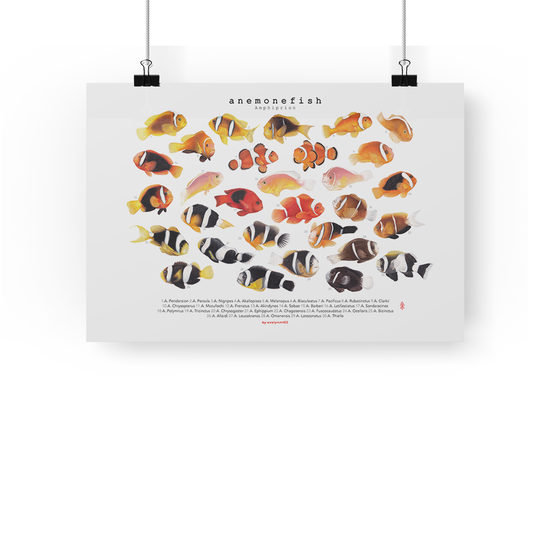 Amphiprion Version B (Horizontal)