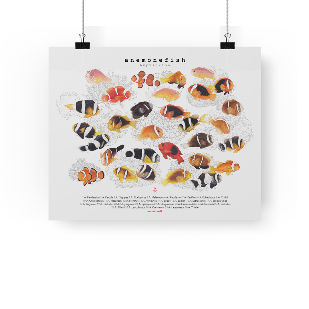 Amphiprion, Version A (Horizontal)