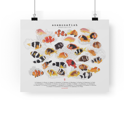 Amphiprion, Version A (Horizontal)