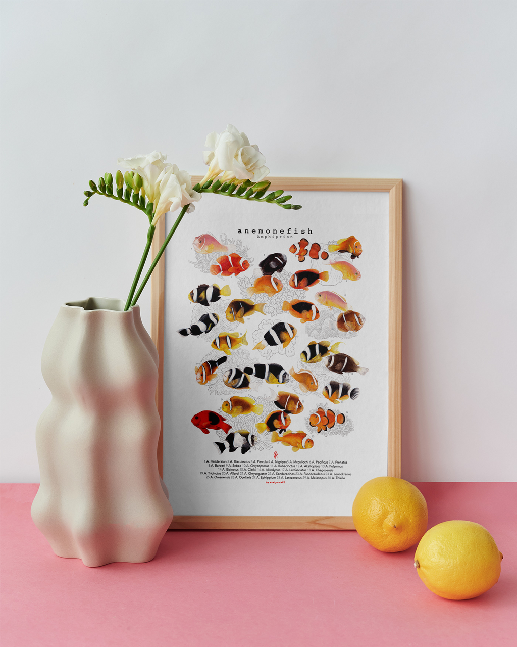 Amphiprion (Version A, Vertical)