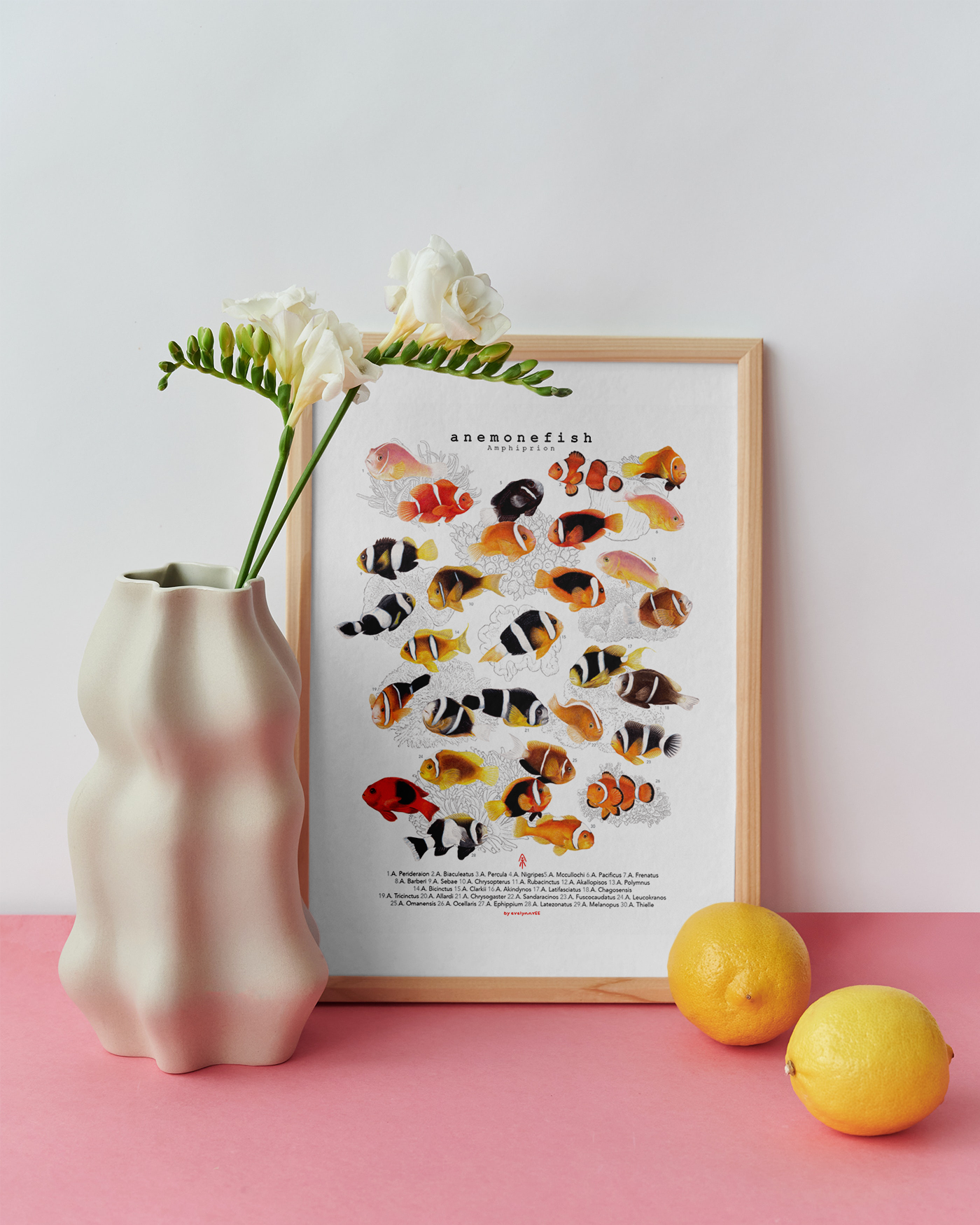 Amphiprion (Version A, Vertical)