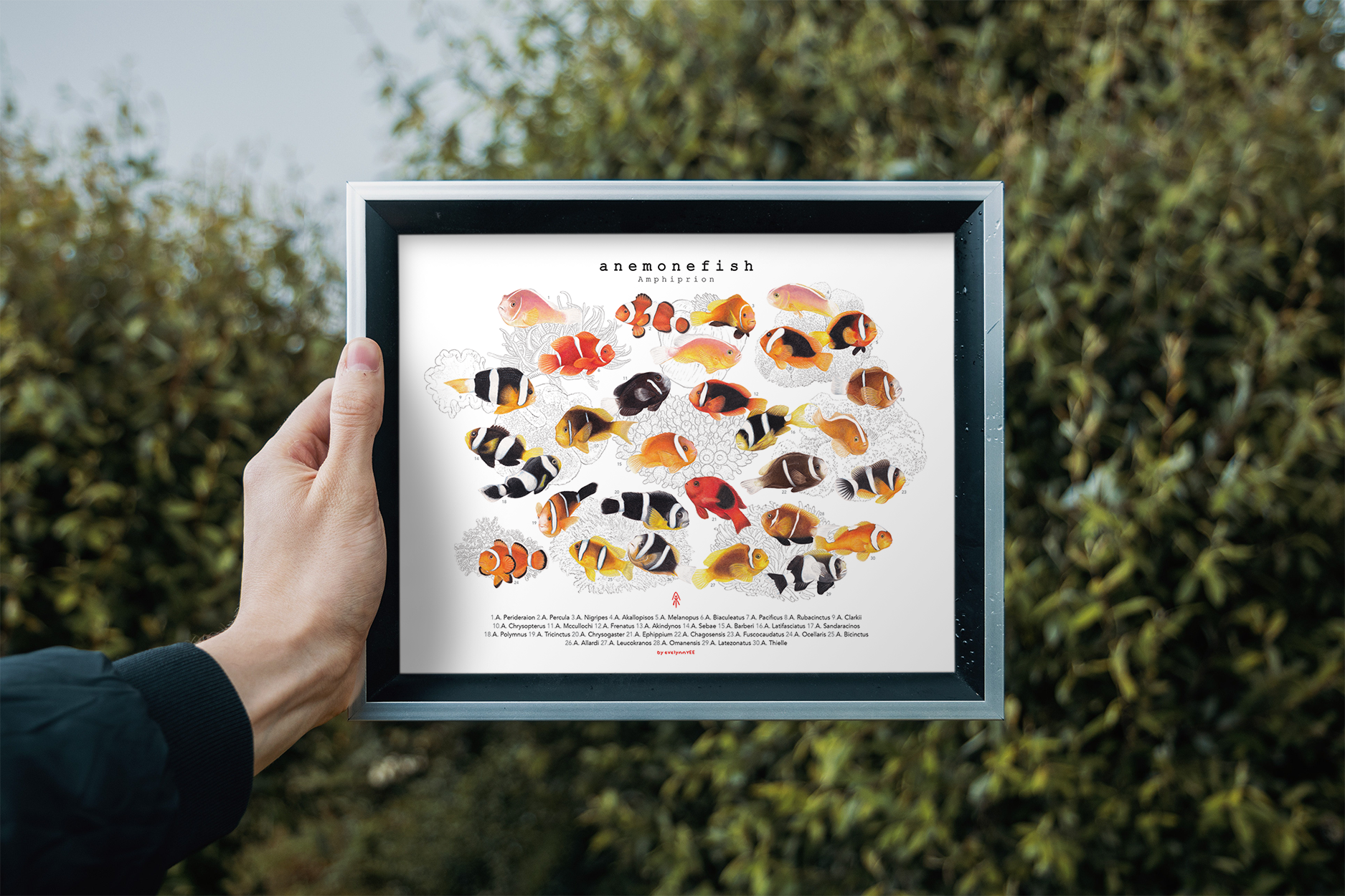 Amphiprion, Version A (Horizontal)