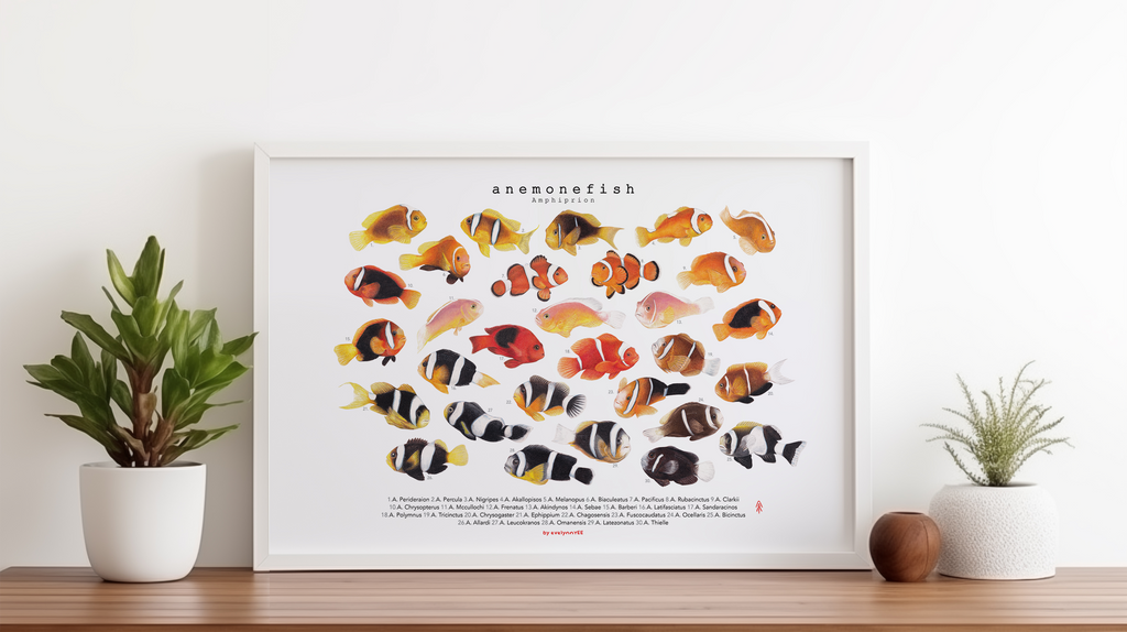 Amphiprion Version B (Horizontal)