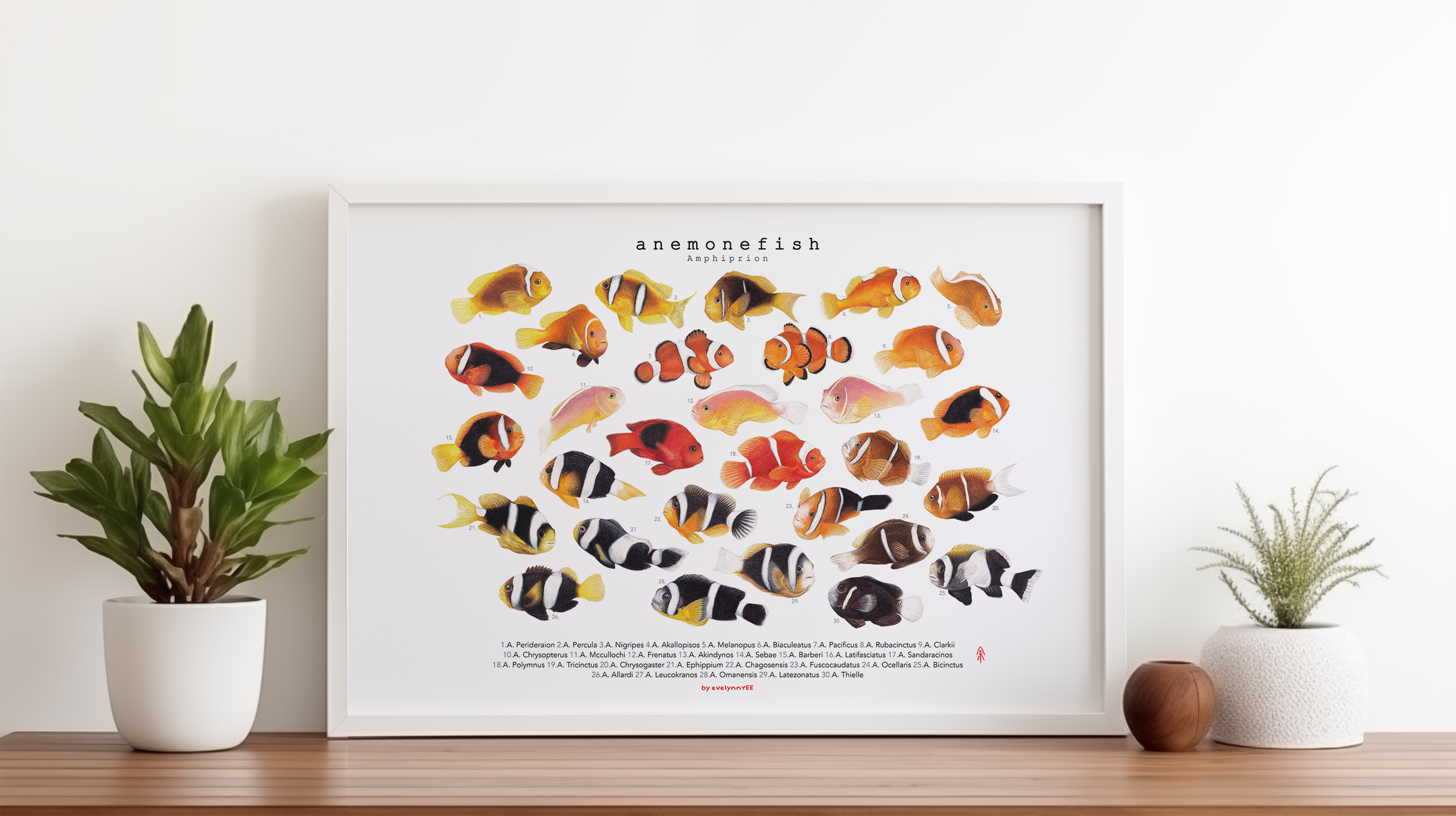 Amphiprion Version B (Horizontal)
