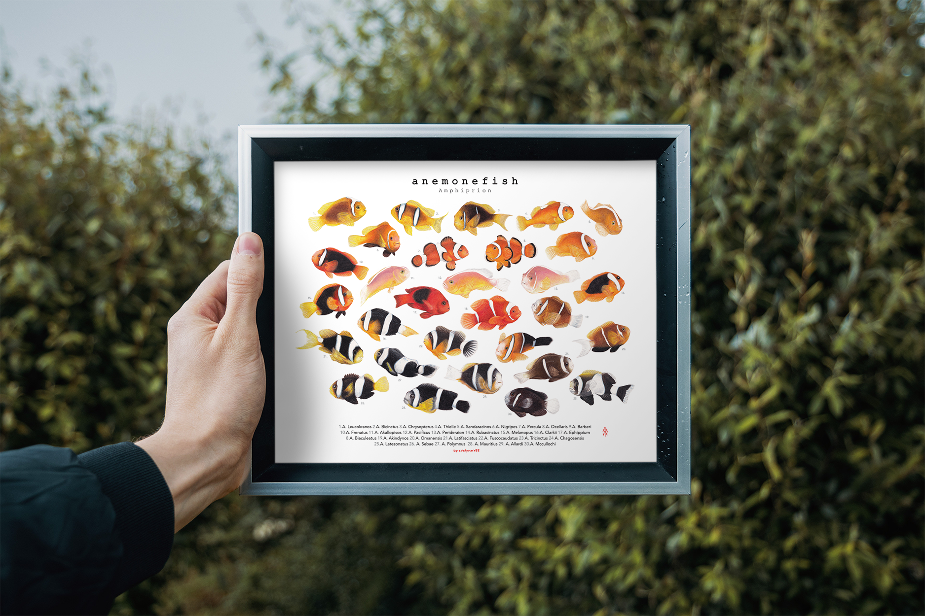Amphiprion Version B (Horizontal)