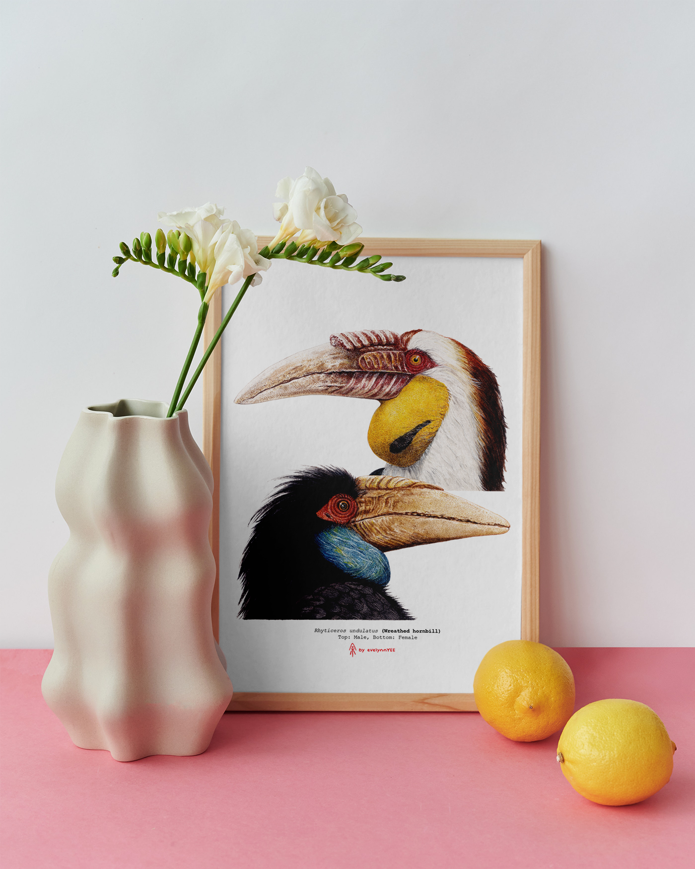Wreathed Hornbill