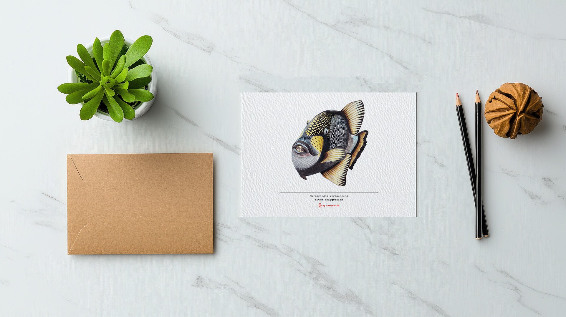 Titan Triggerfish