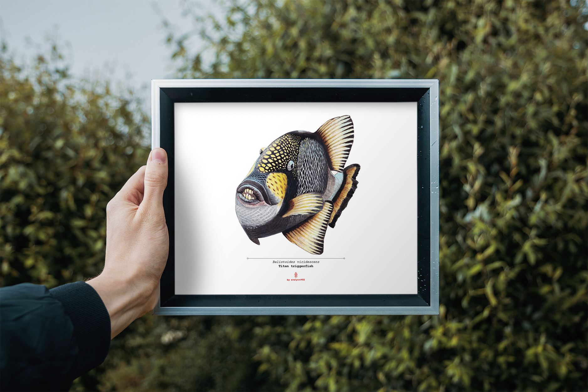 Titan Triggerfish