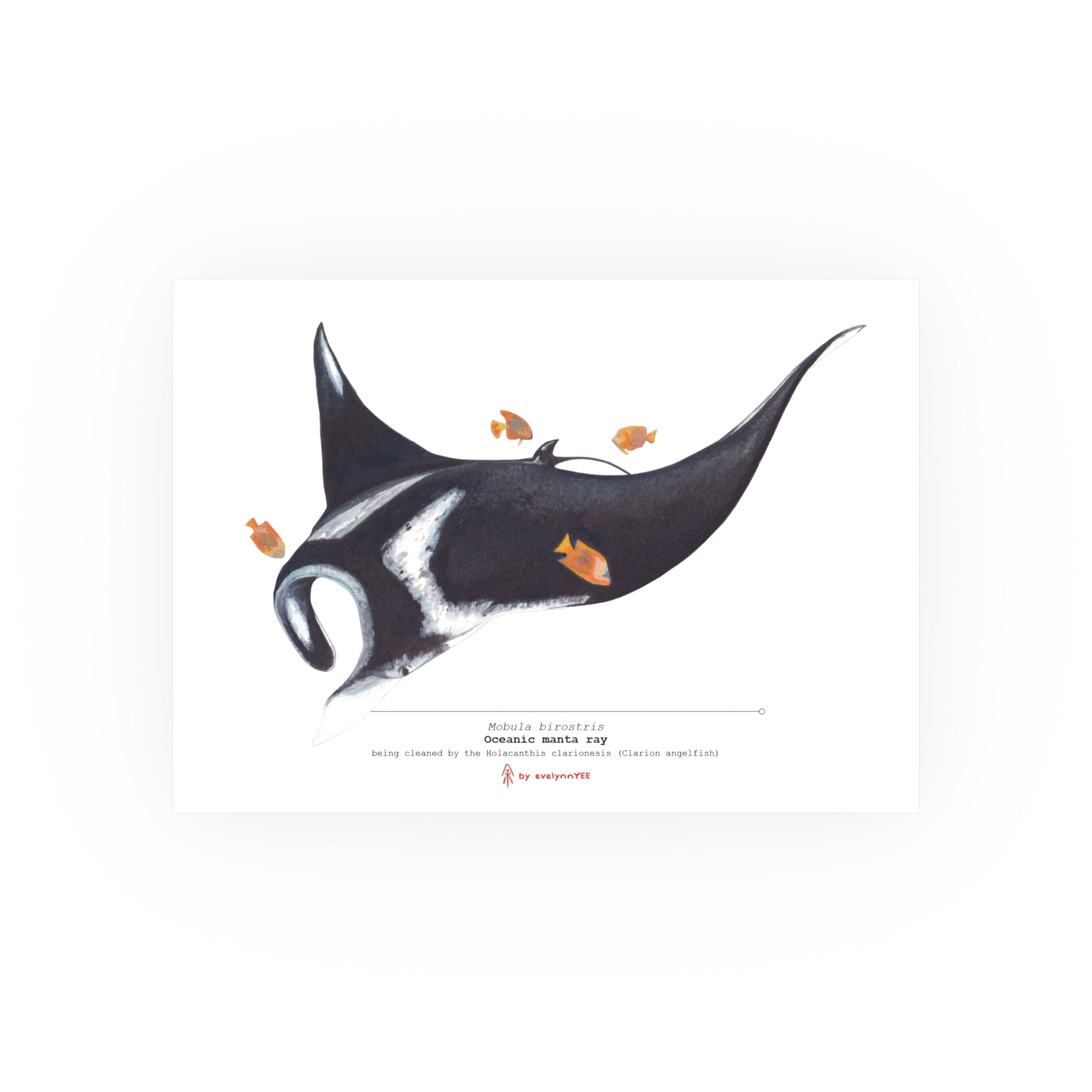 Oceanic Manta Ray