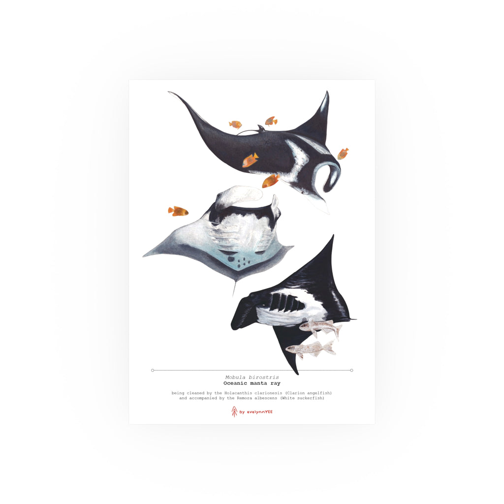 Oceanic Manta Rays