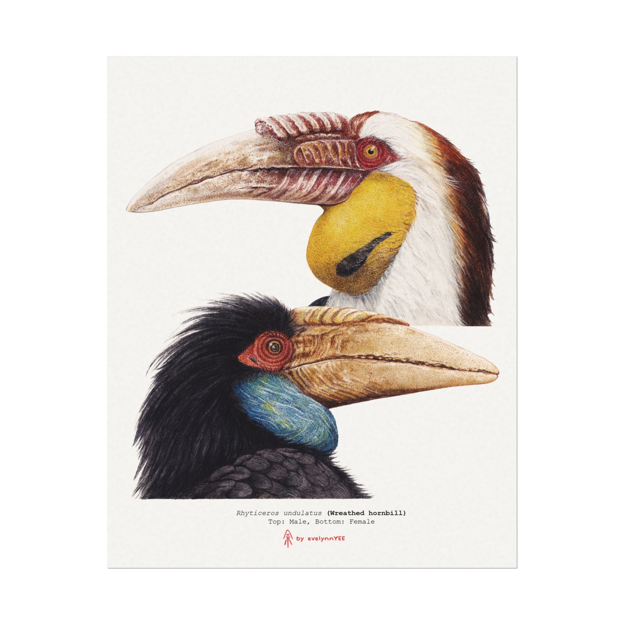 Wreathed Hornbill