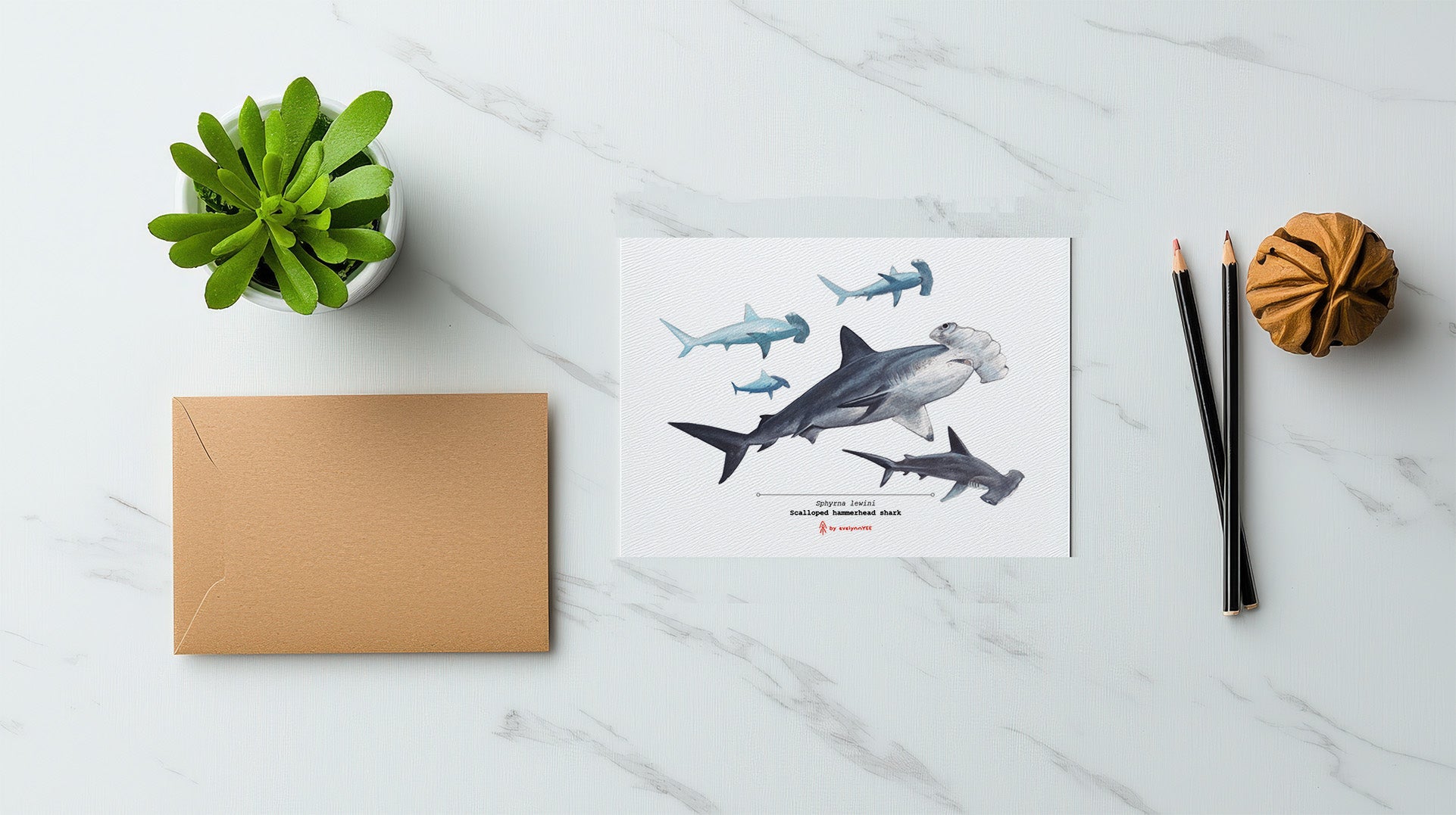 Scalloped hammerhead shark