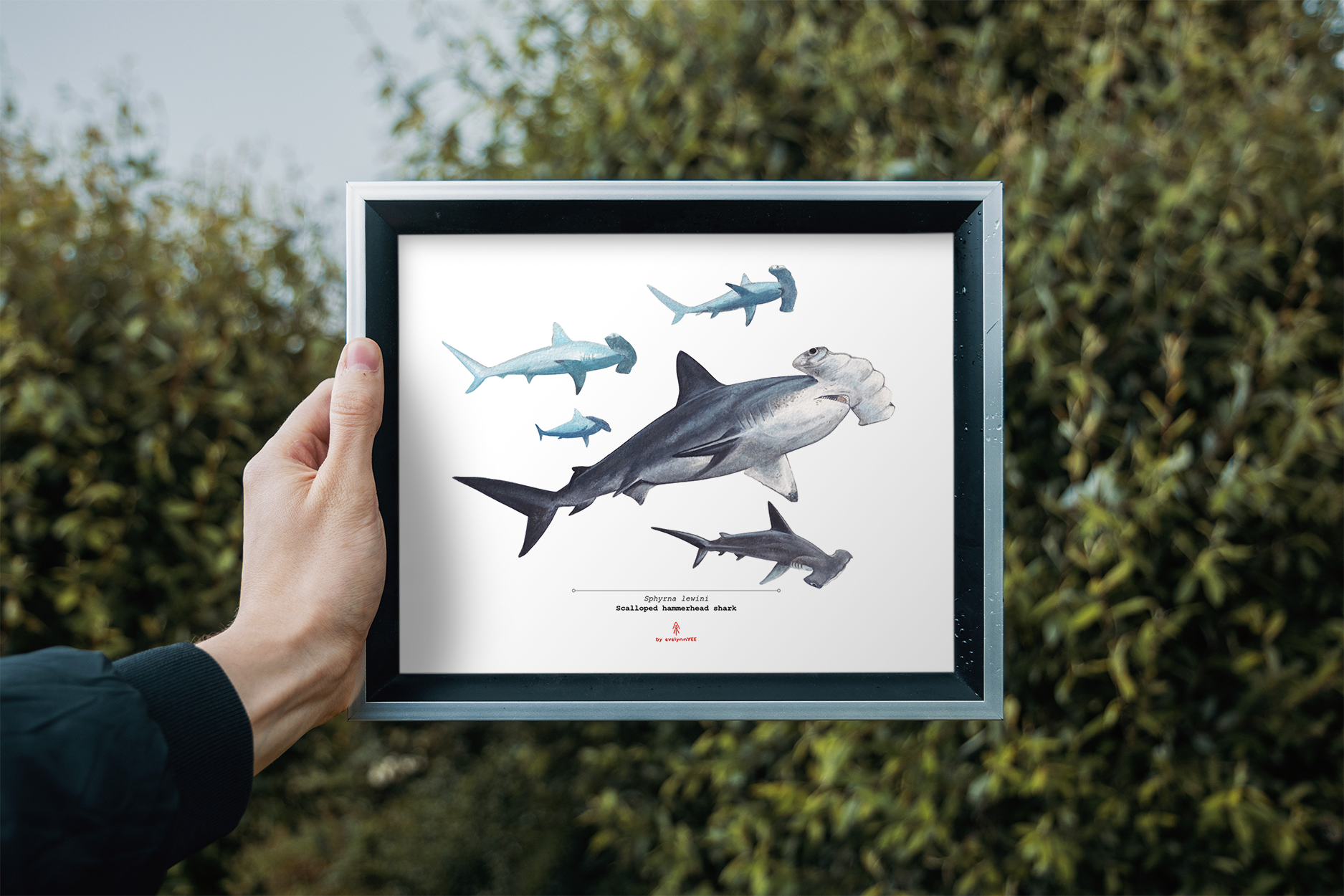 Scalloped hammerhead shark