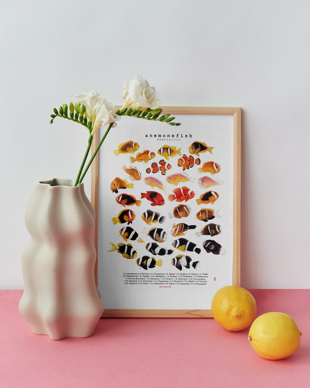 Amphiprion Version B (Vertical)