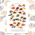 Amphiprion (Version A, Vertical)