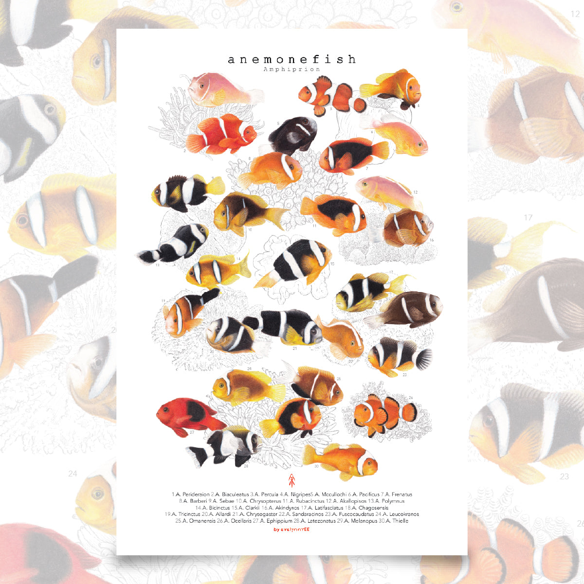 Amphiprion (Version A, Vertical)