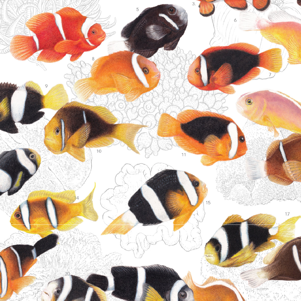Amphiprion, Version A (Horizontal)