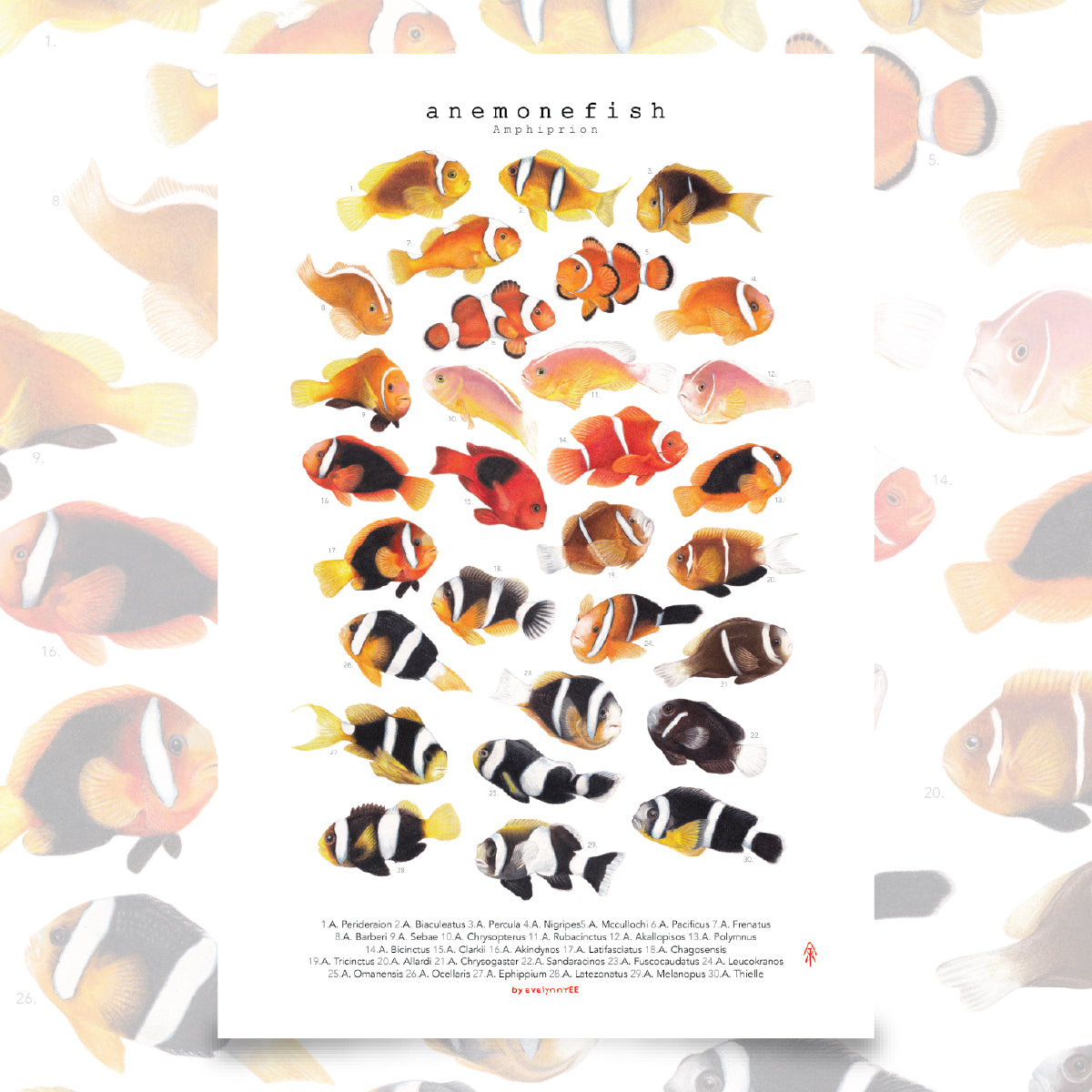 Amphiprion Version B (Vertical)