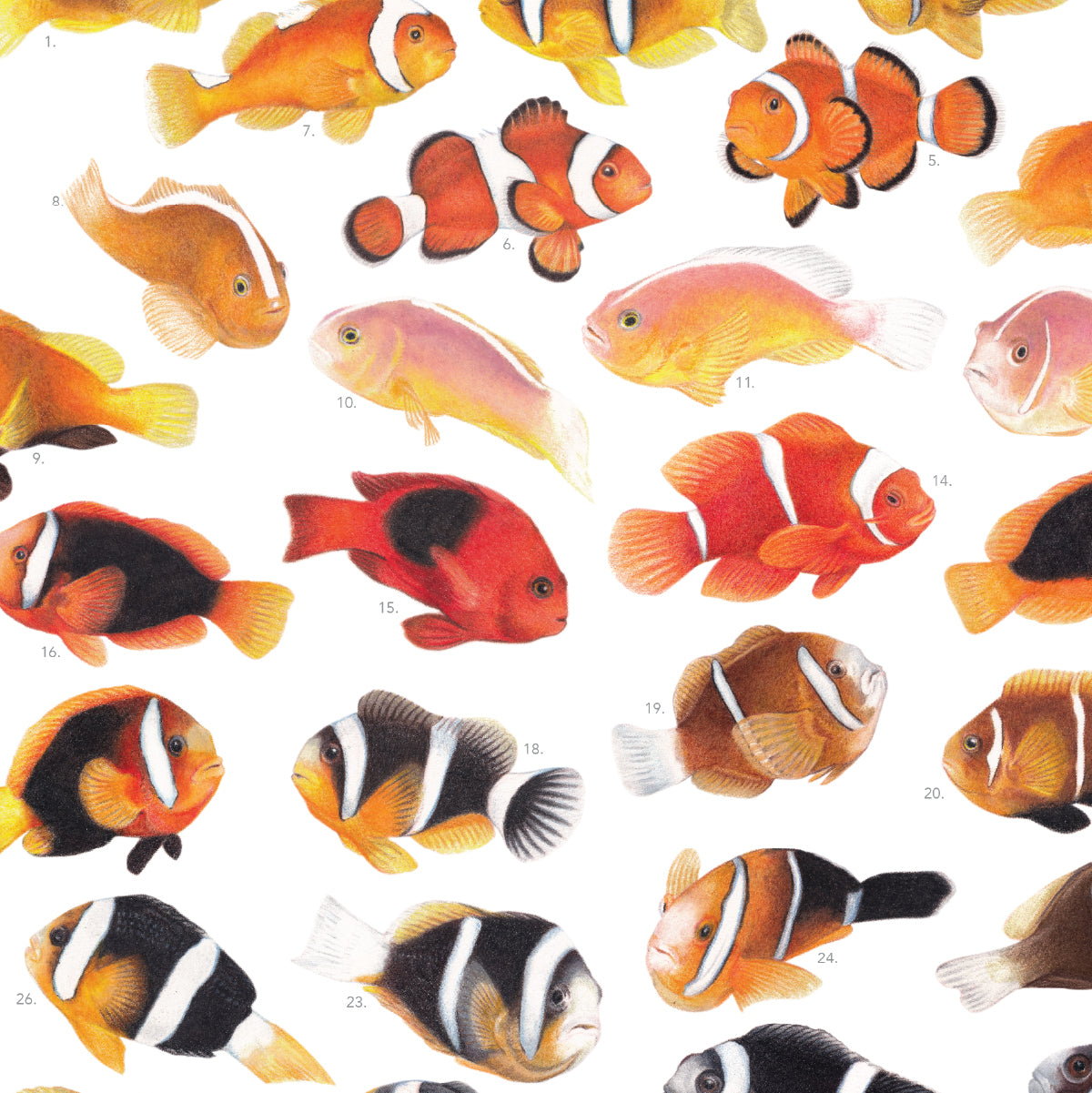 Amphiprion Version B (Horizontal)