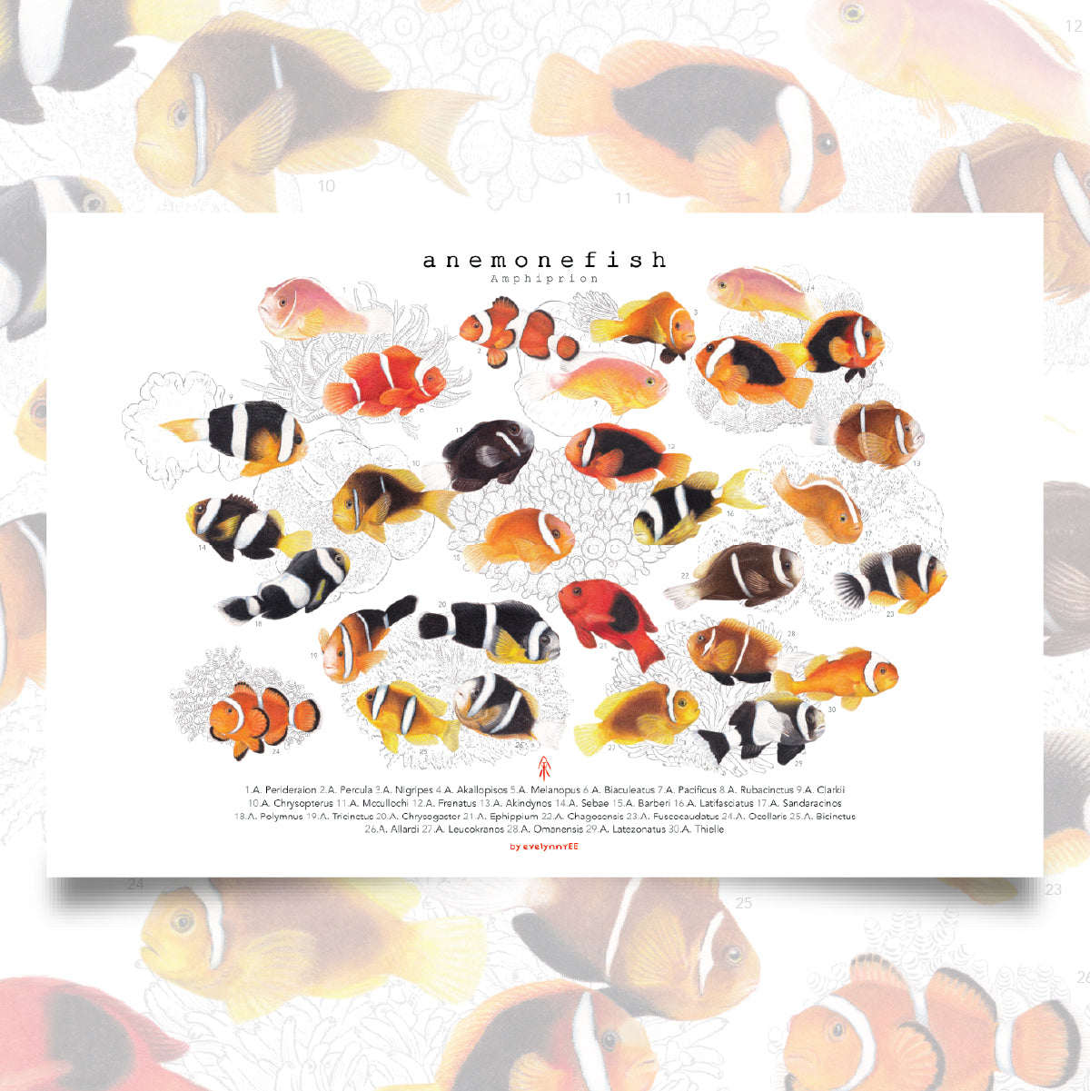 Amphiprion, Version A (Horizontal)