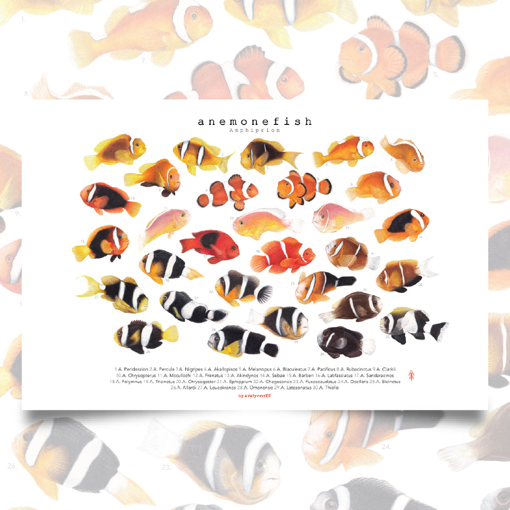 Amphiprion Version B (Horizontal)
