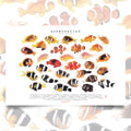 Amphiprion Version B (Horizontal)