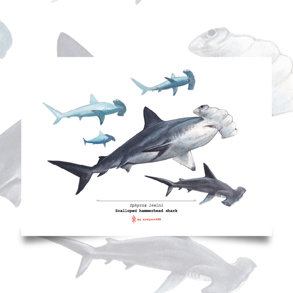 Scalloped hammerhead shark