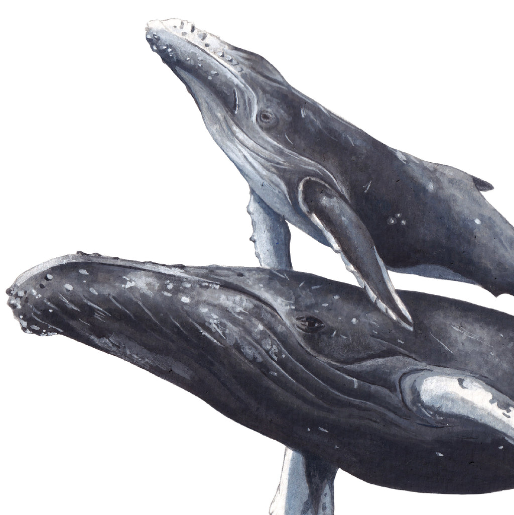 Humpback Whale