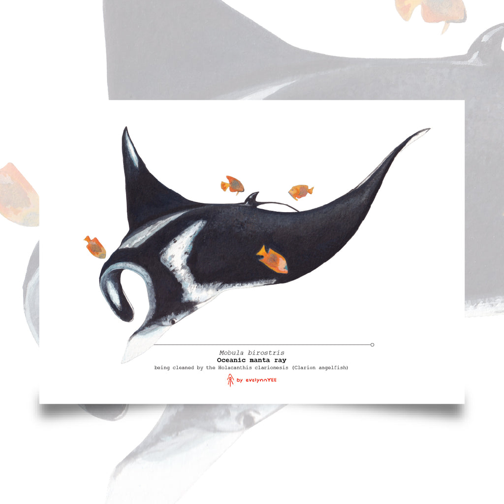 Oceanic Manta Ray
