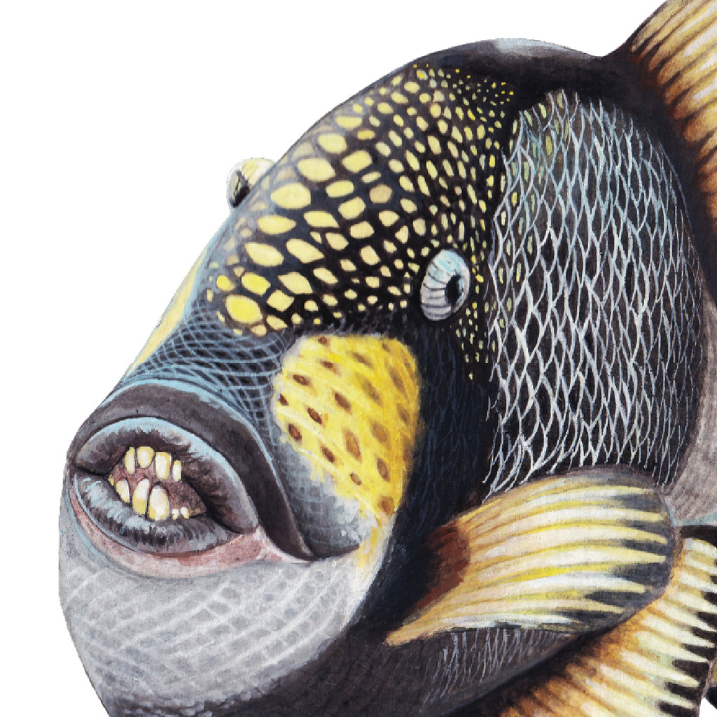 Titan Triggerfish