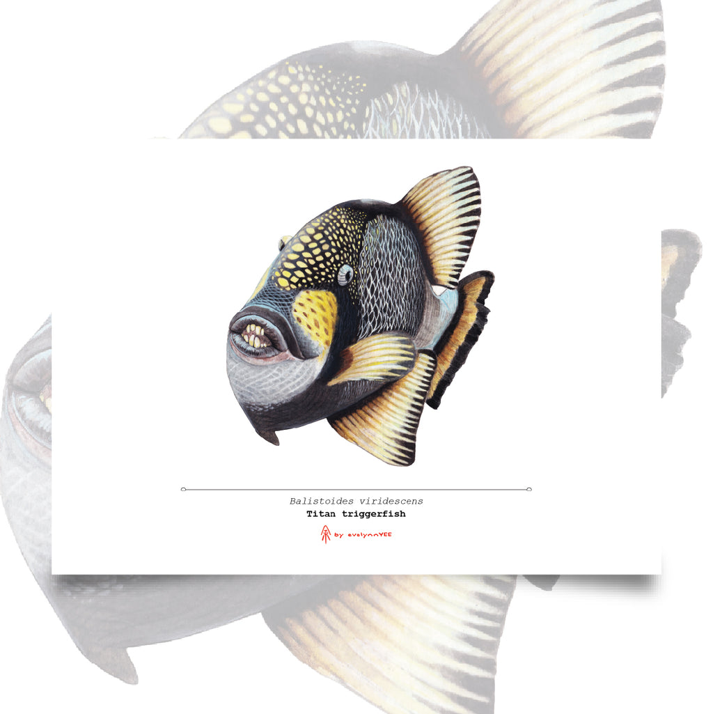 Titan Triggerfish