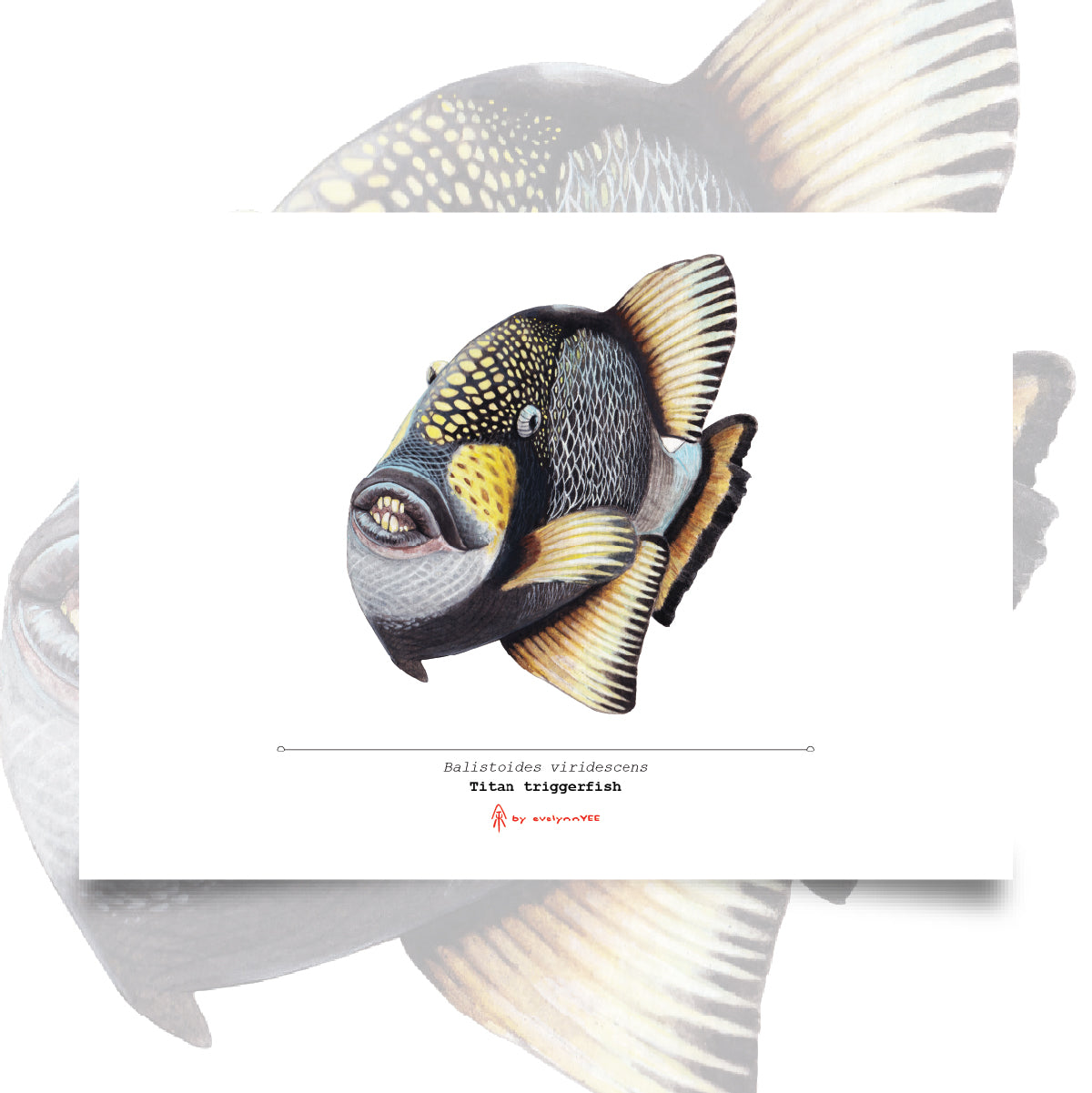 Titan Triggerfish