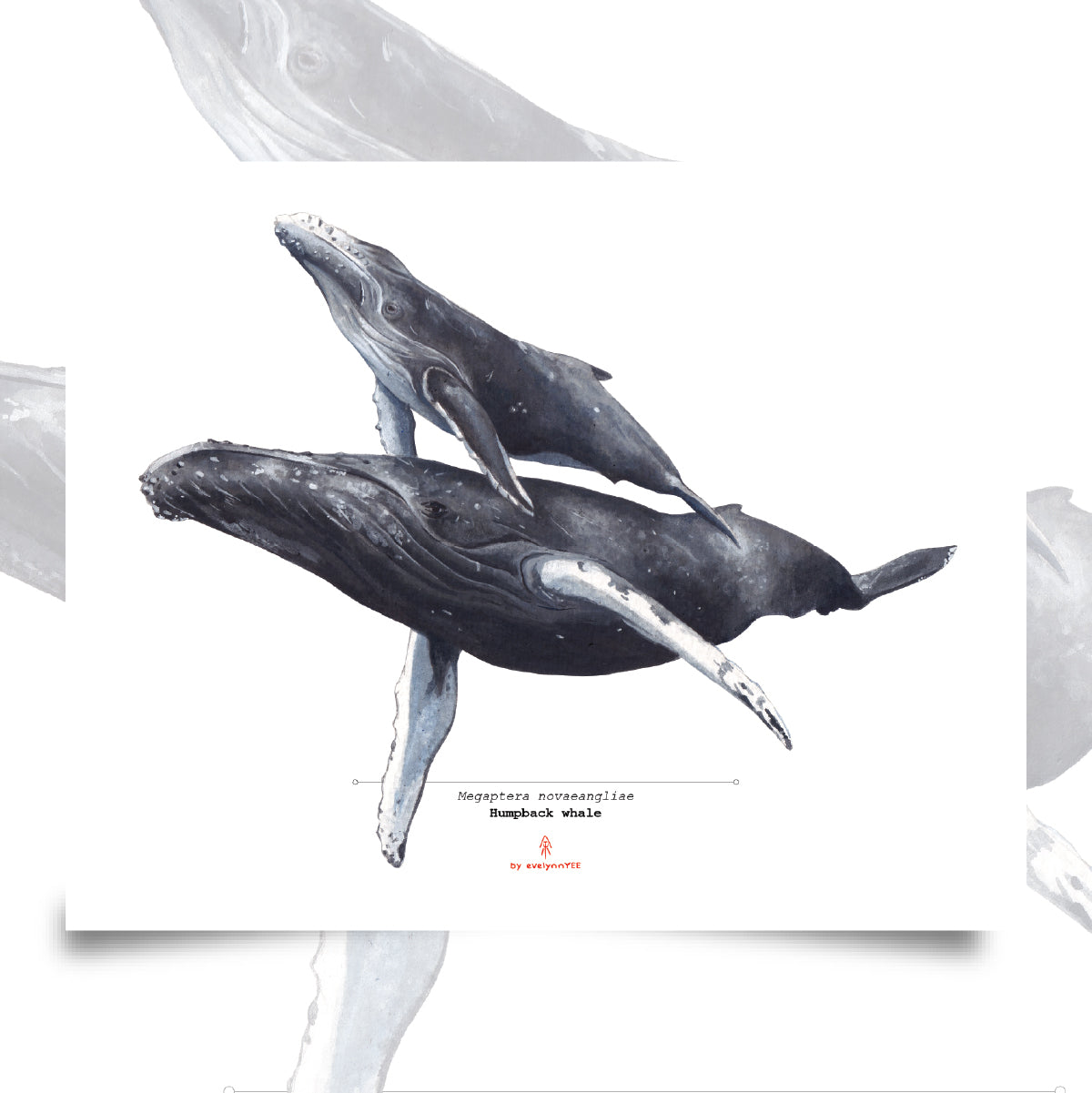 Humpback Whale