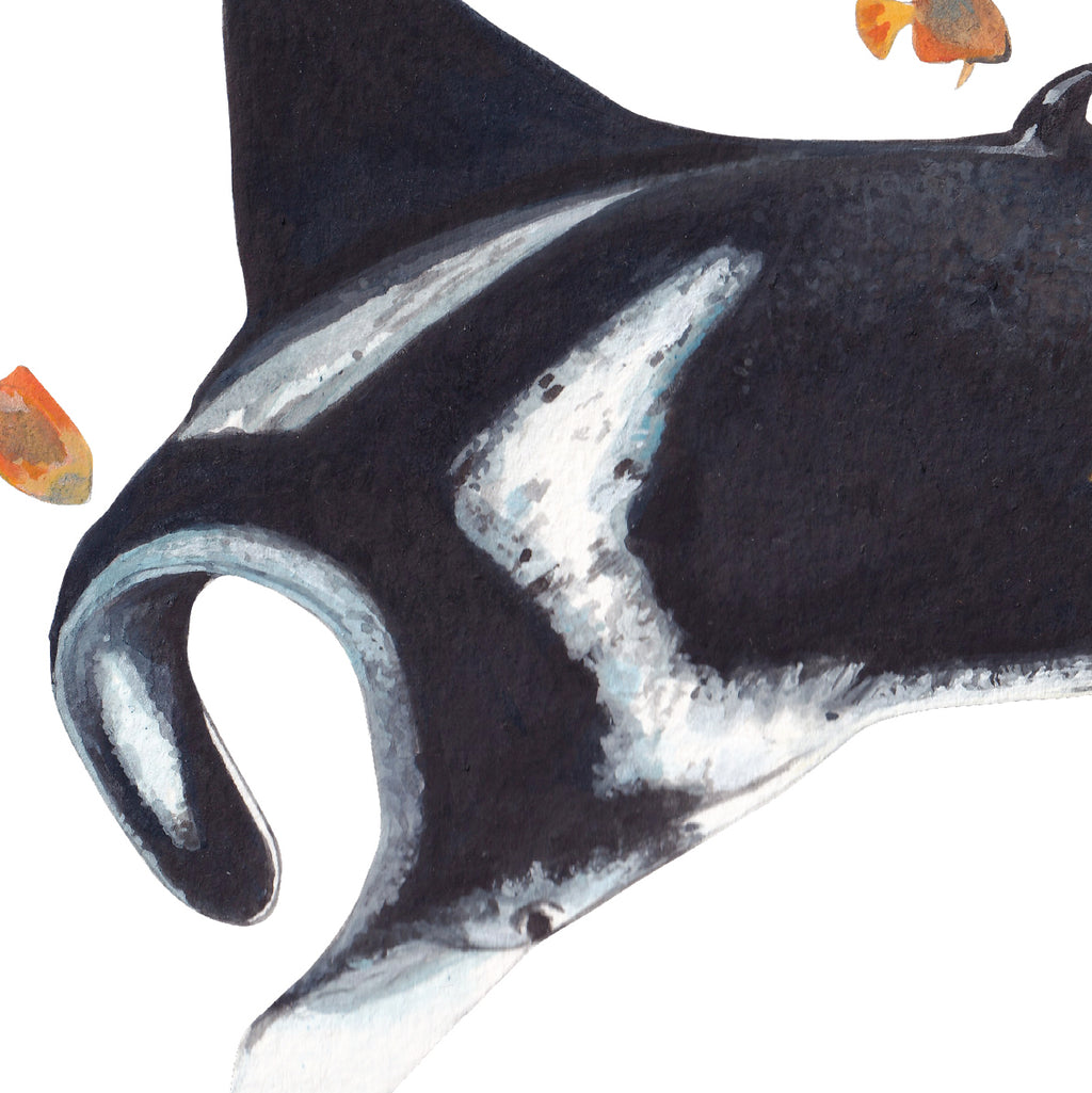 Oceanic Manta Ray