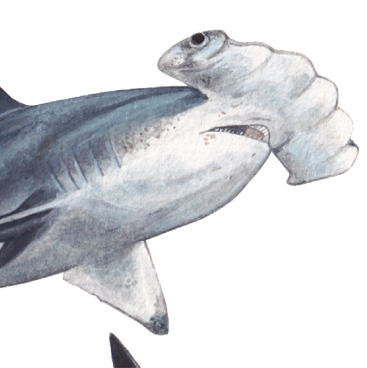 Scalloped hammerhead shark