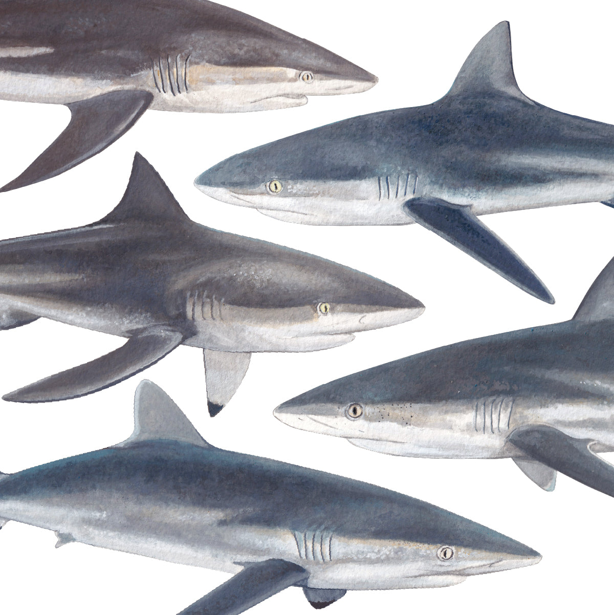 Carcharhinus