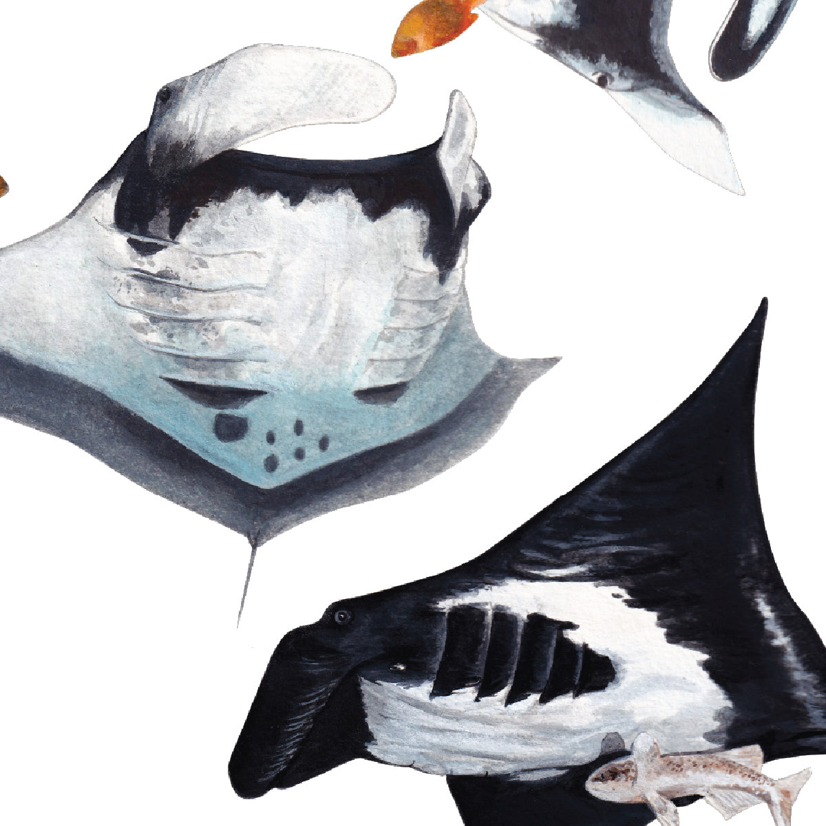 Oceanic Manta Rays