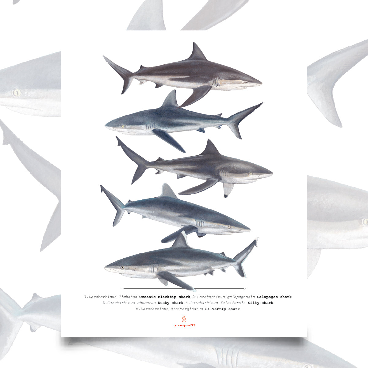 Carcharhinus