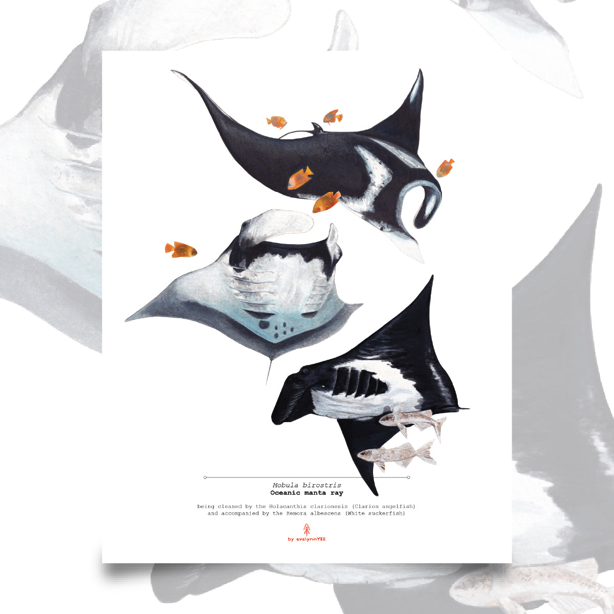Oceanic Manta Rays